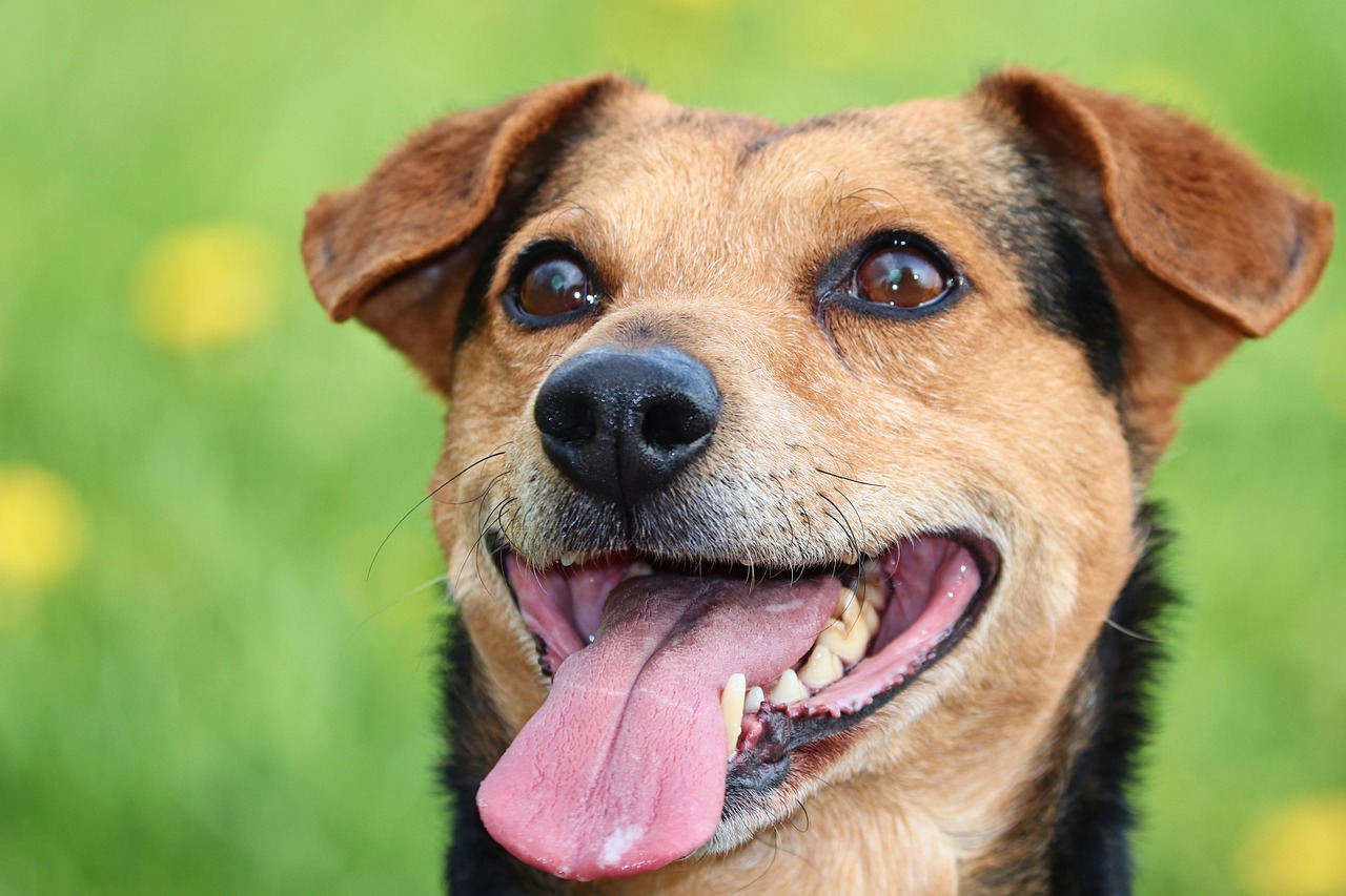 How to Identify and Understand Mixed Breed Dogs